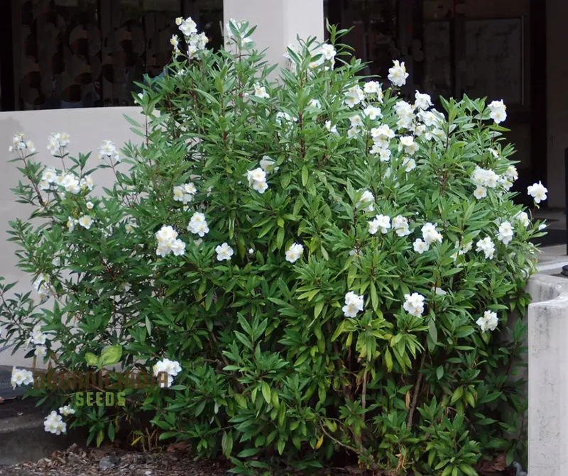 Carpenteria Californica Flower Seeds for Planting, Premium Quality Seeds for Gardening