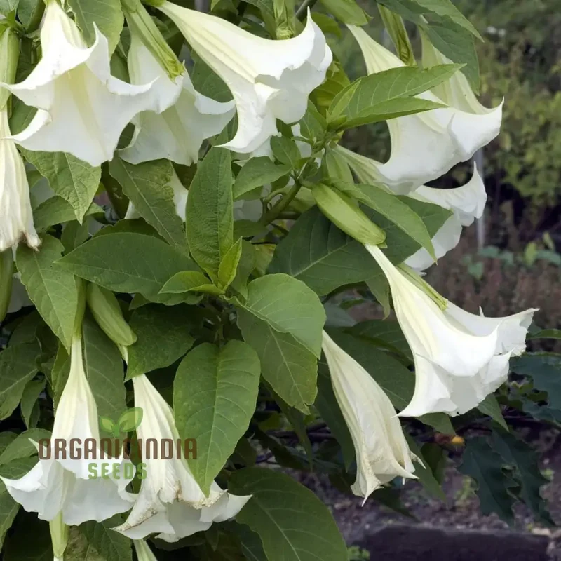 Brugmansia Arborea (Alba) Seeds For Planting, Fragrant Blooms for Your Garden Oasis