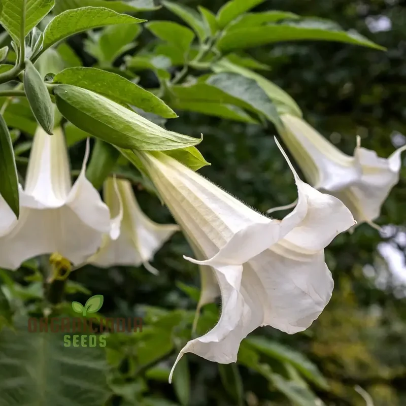 Brugmansia Arborea (Alba) Seeds For Planting, Fragrant Blooms for Your Garden Oasis