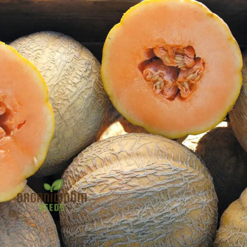 Melon Schoon's Hard Shell Seeds: Your Go-To for Exceptional Gardening Success