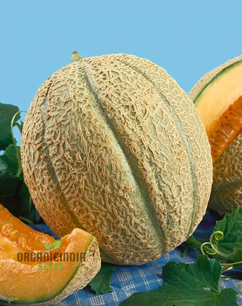 Melon Schoon's Hard Shell Seeds: Your Go-To for Exceptional Gardening Success