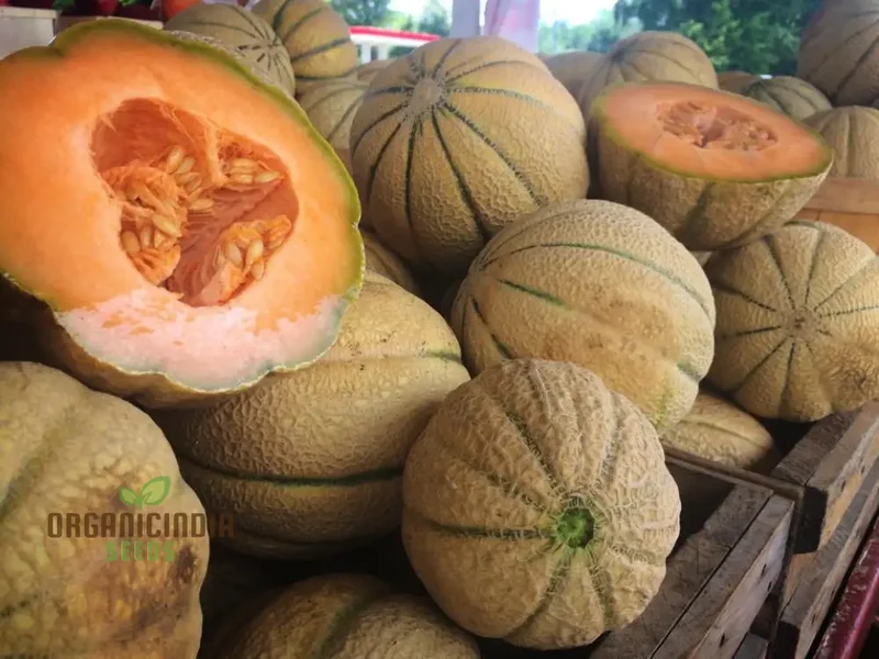 Melon Schoon's Hard Shell Seeds: Your Go-To for Exceptional Gardening Success