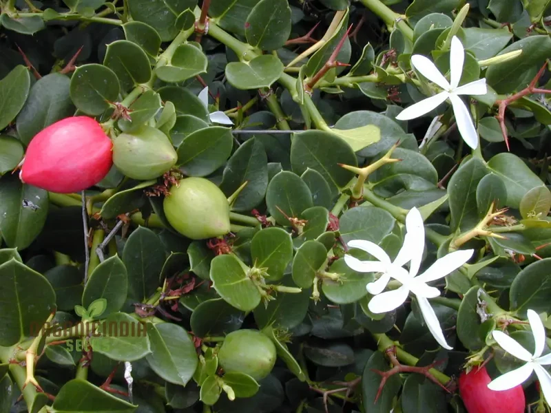 Carissa Macrocarpa Flower Seeds for Planting, Premium Quality Seeds for Gardening