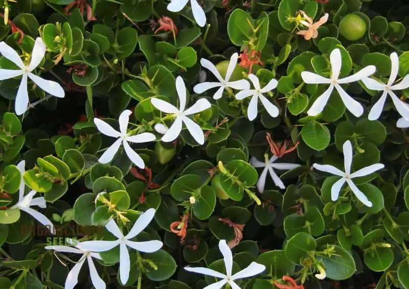 Carissa Macrocarpa Flower Seeds for Planting, Premium Quality Seeds for Gardening