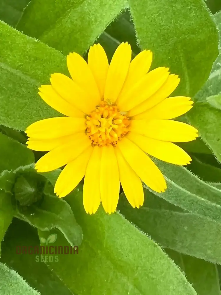 Calendula Officinalis 'Wintersun' Flower Seeds, Enhance Your Garden with Vibrant Blooms