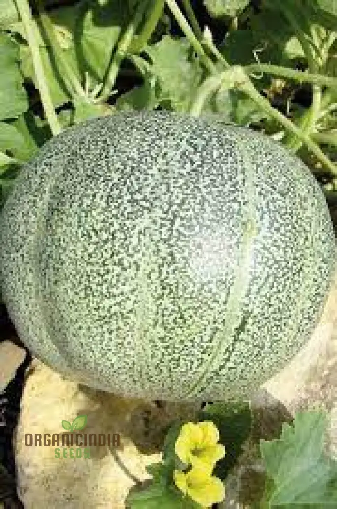 Melon Petit Gris de Rennes Seeds for Your Bountiful Garden