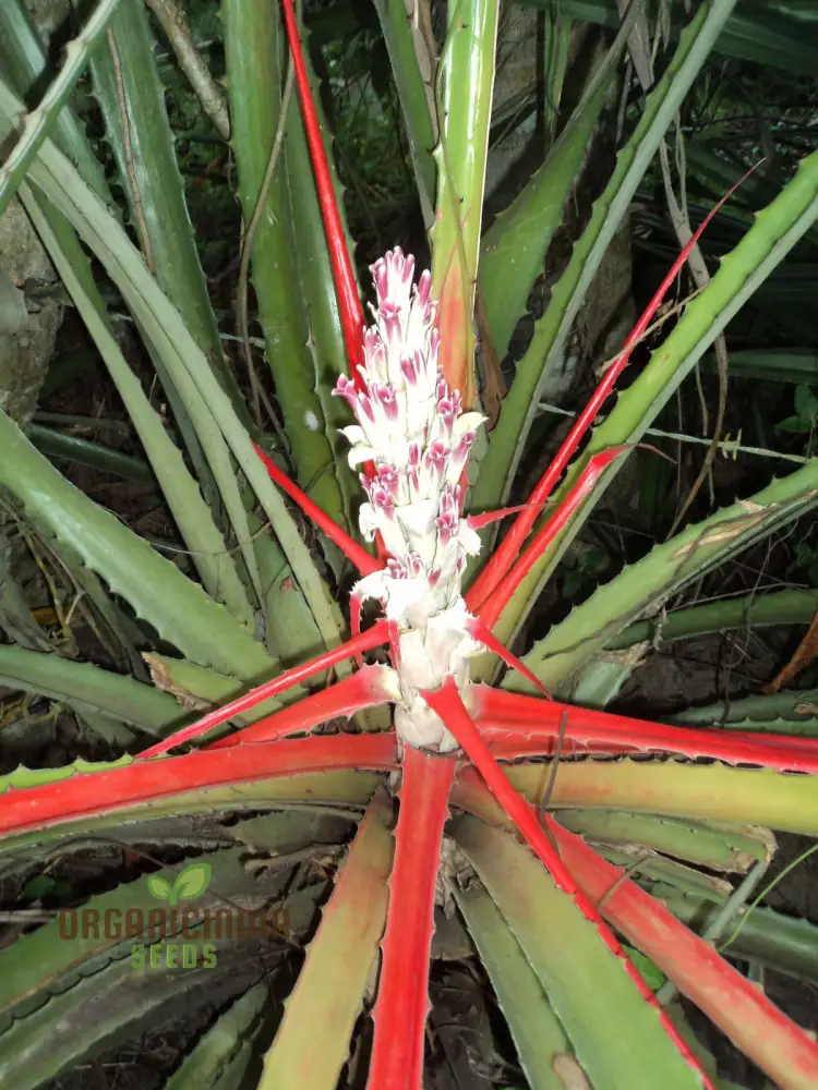 Bromelia Pinguin Seeds For Planting, Exotic Beauty for Your Garden, Rare and Vibrant Varieties