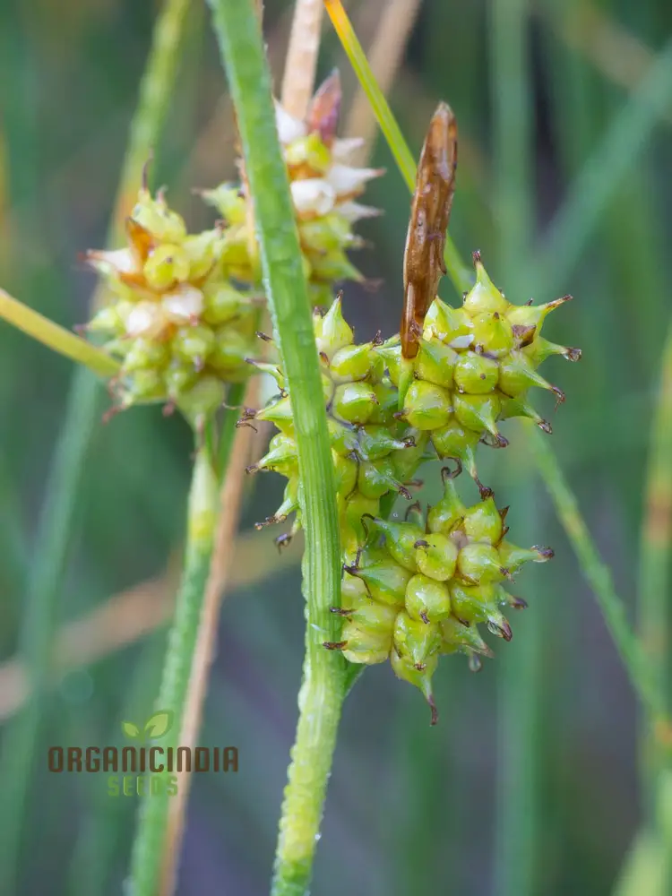 Carex Serotina Seeds for Planting, Premium Quality Ornamental Grass Seeds for Gardening