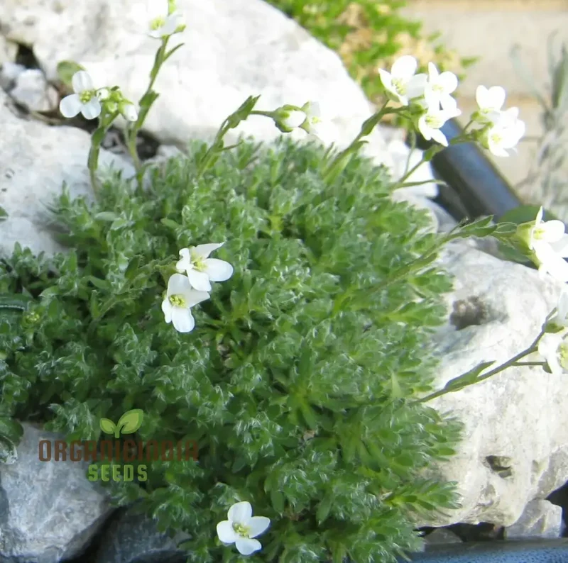 Arabis Androsacea Seeds - Gardening Perennials for Beautiful Ground Cover - Buy Online