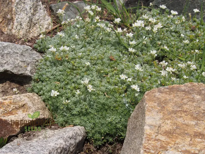 Arabis Androsacea Seeds - Gardening Perennials for Beautiful Ground Cover - Buy Online