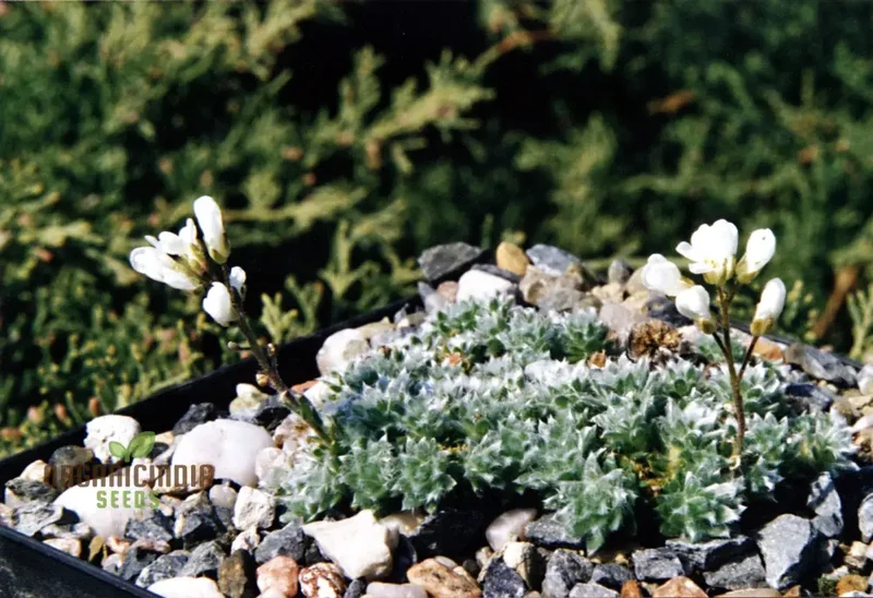 Arabis Androsacea Seeds - Gardening Perennials for Beautiful Ground Cover - Buy Online