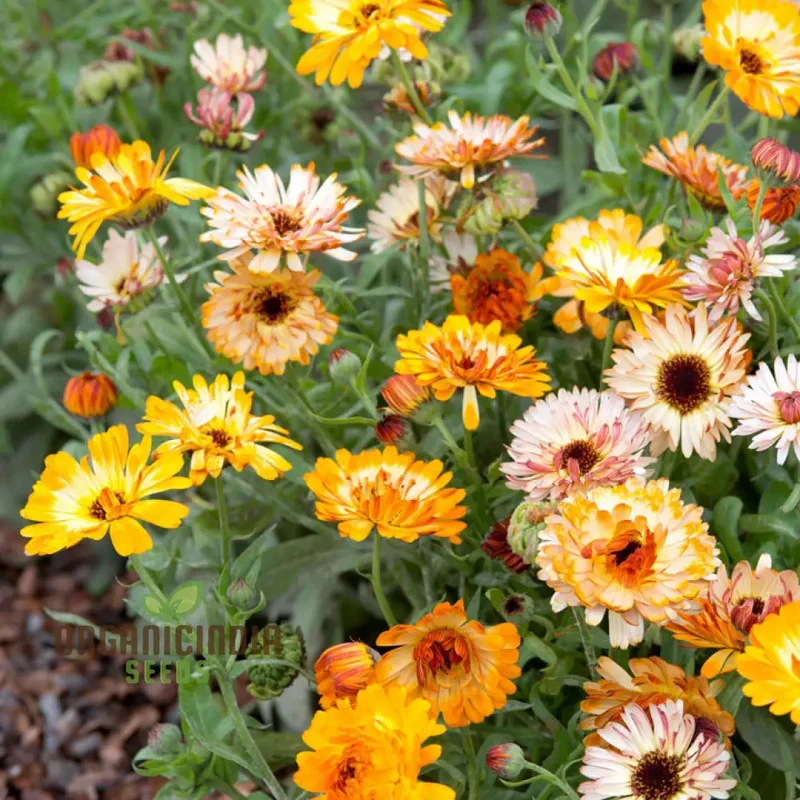 Calendula Officinalis ‘Playtime Mix’ Seeds – Vibrant Multi-Color Garden Bloom Variety