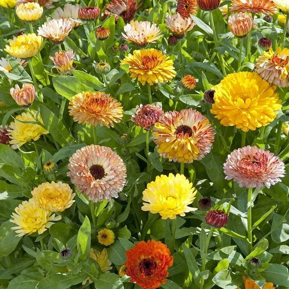 Calendula Officinalis ‘Playtime Mix’ Seeds – Vibrant Multi-Color Garden Bloom Variety