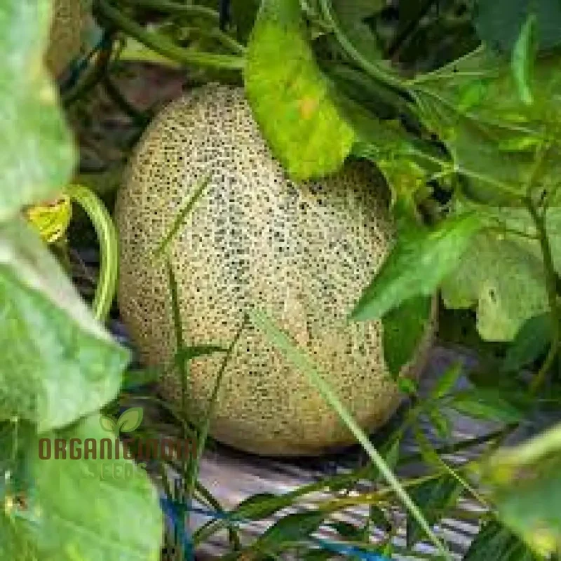 MELON PEPITO F1 Seeds for Your Vibrant Garden: Grow Fresh Melons with Ease