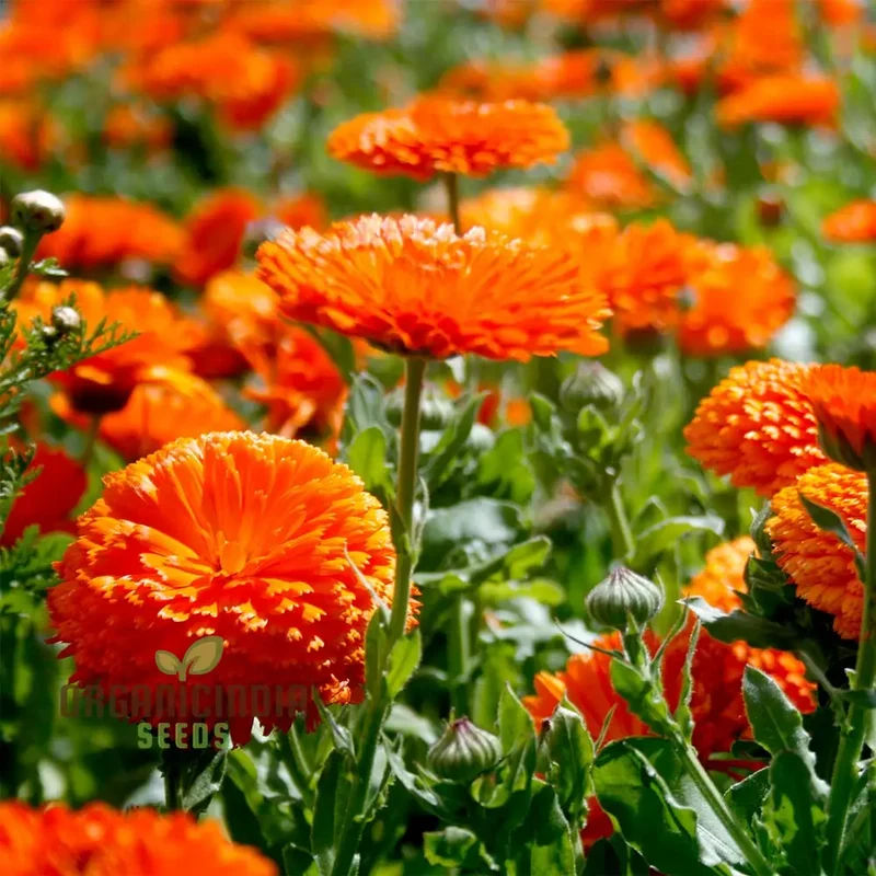 Calendula Officinalis 'Pacific Beauty Orange' Flower Seeds, Ideal for Planting and Brightening Your Garden