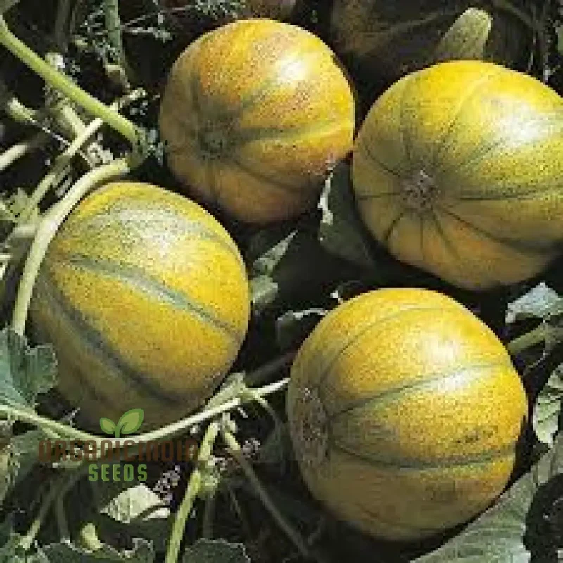 Sweet Melon Seeds for Planting