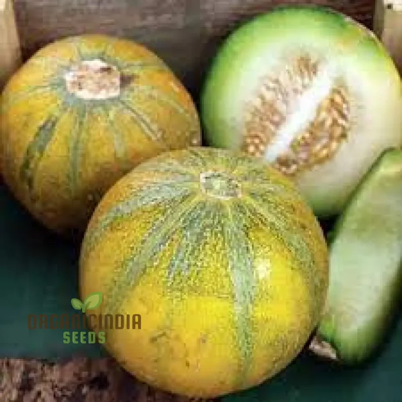Sweet Melon Seeds for Planting