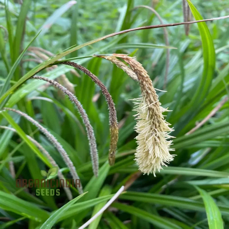Carex Pendula Seeds for Planting, Premium Quality Seeds for Gardening