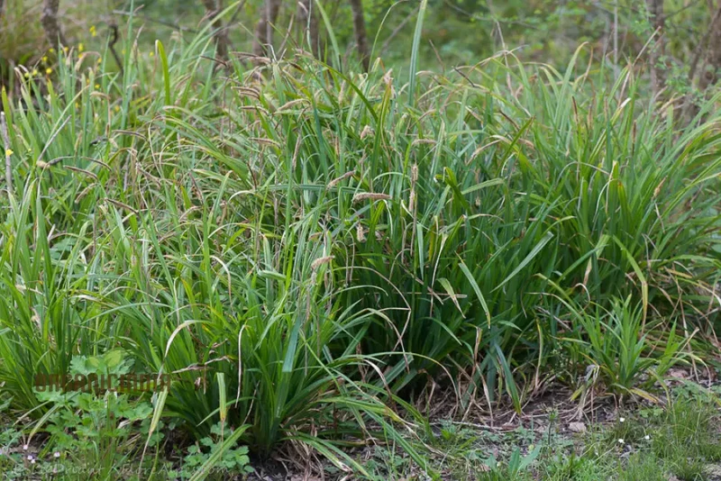 Carex Pendula Seeds for Planting, Premium Quality Seeds for Gardening