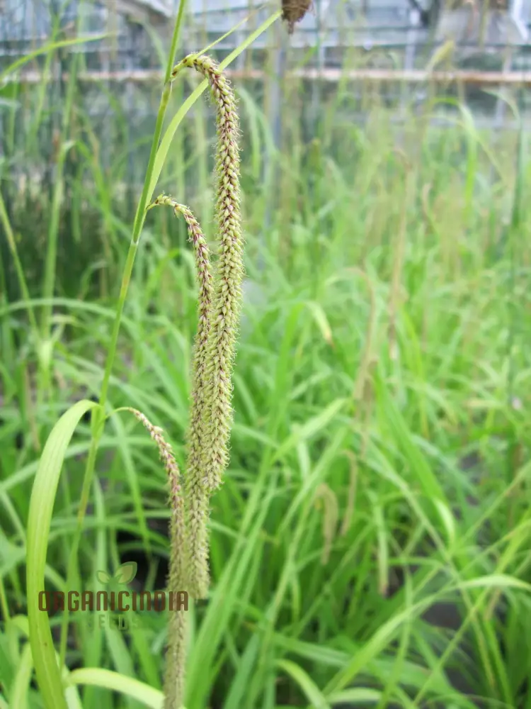 Carex Pendula Seeds for Planting, Premium Quality Seeds for Gardening