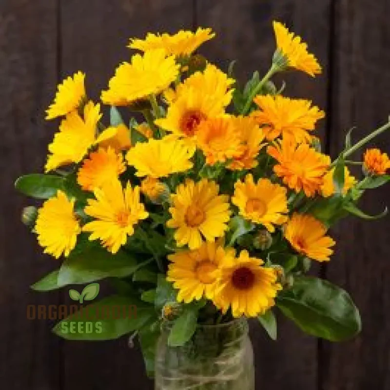 Calendula Officinalis 'Fiesta Gitana' Mixed Flower Seeds for Planting and Vibrant Garden Displays