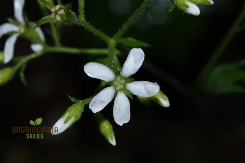 Boykinia Occidentalis Seeds For Planting, Grow Beautiful Occidentalis Flowers in Your Garden