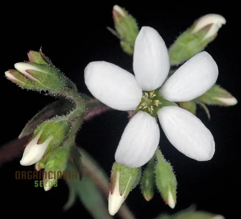 Boykinia Occidentalis Seeds For Planting, Grow Beautiful Occidentalis Flowers in Your Garden
