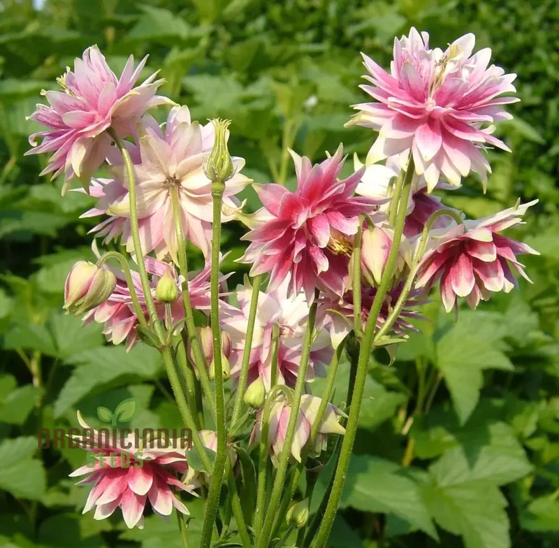 Aquilegia Vulgaris ‘Nora Barlow’ Seeds – Rare Perennial Variety for Elegant Garden Blooms