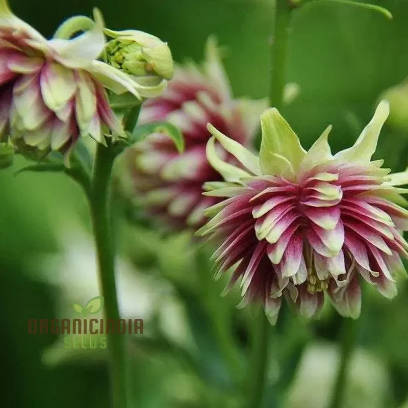 Aquilegia Vulgaris ‘Nora Barlow’ Seeds – Rare Perennial Variety for Elegant Garden Blooms