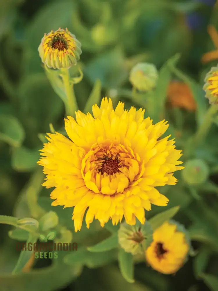 Calendula Officinalis 'Calexis Yellow' Flower Seeds, Perfect for Planting and Gardening Enthusiasts