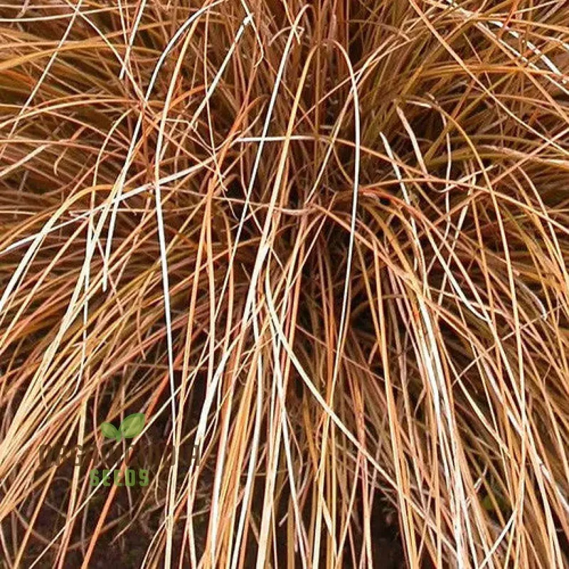 Carex Morrowii 'Pinkie' Seeds for Planting, Premium Quality Seeds for Gardening