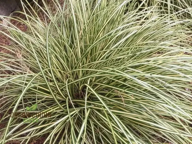 Carex Morrowii 'Pinkie' Seeds for Planting, Premium Quality Seeds for Gardening
