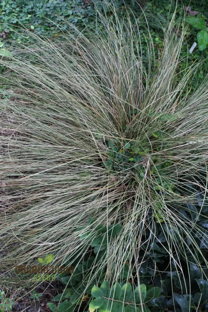 Carex Morrowii 'Pinkie' Seeds for Planting, Premium Quality Seeds for Gardening