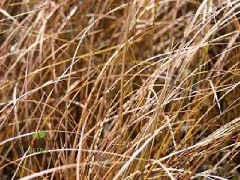 Carex Morrowii 'Pinkie' Seeds for Planting, Premium Quality Seeds for Gardening