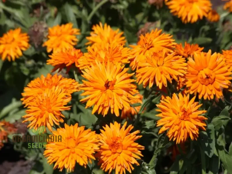 Calendula Officinalis 'Calexis Orange' Flower Seeds for Planting and Gardening Success