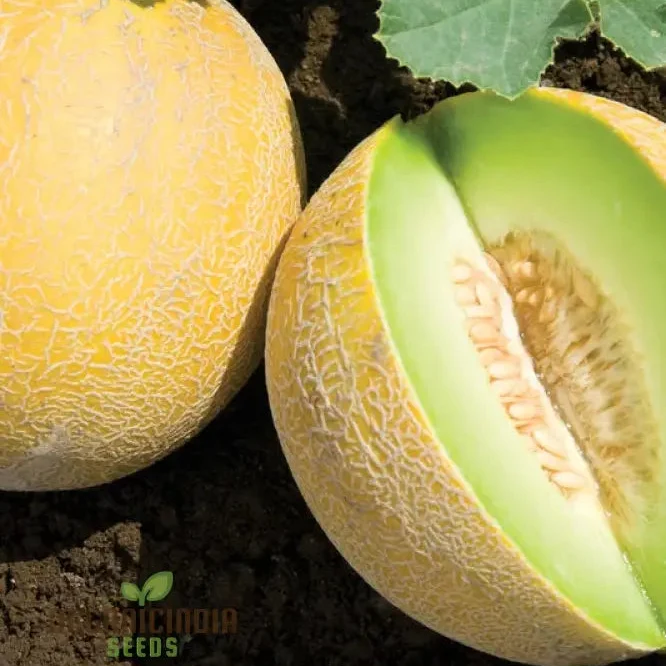 Organic Galia Melon Seeds for Your Vibrant Garden