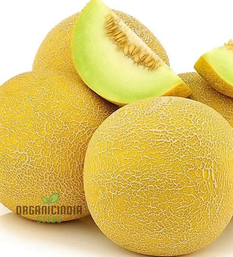 Organic Galia Melon Seeds for Your Vibrant Garden