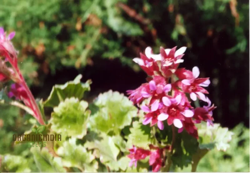 Boykinia Jamesii Seeds For Planting, Cultivate Stunning Jamesii Flowers at Home