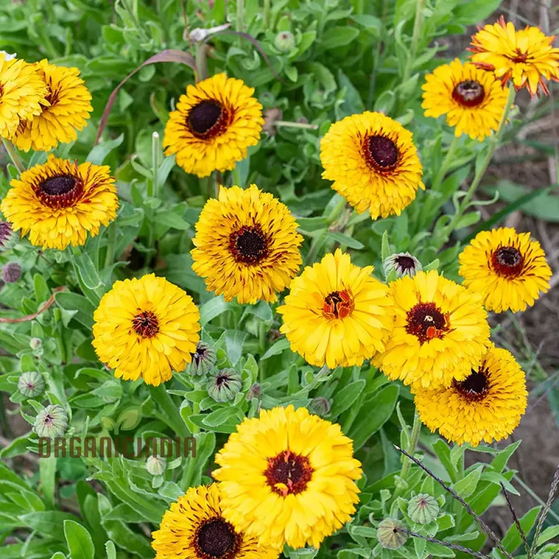 CALENDULA OFFICINALIS 'BULLS EYE' Flower Seeds for Planting, Ideal for Planting, Gardening, and Vibrant Blooms