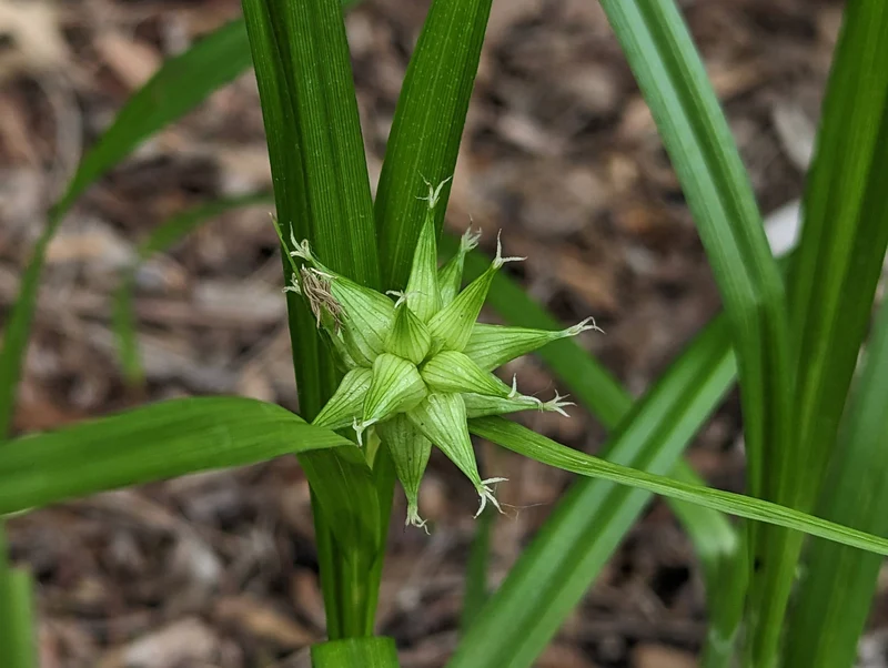 Carex Grayi Seeds for Planting, Premium Quality Seeds for Gardening