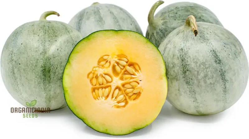 Charentais Melon Seeds for Your Bountiful Garden
