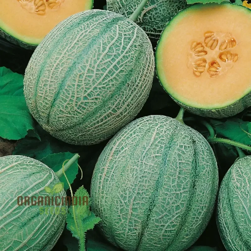 Charentais Melon Seeds for Your Bountiful Garden