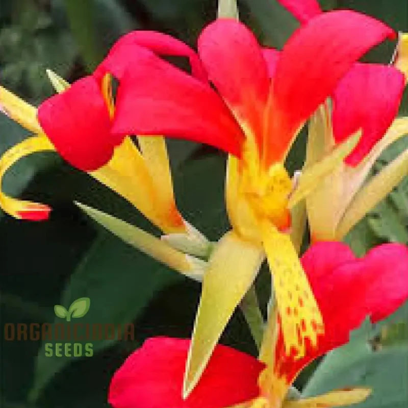 Canna Brasiliensis Seeds For Planting Exquisite Gardening Delights for Your Botanical Sanctuary