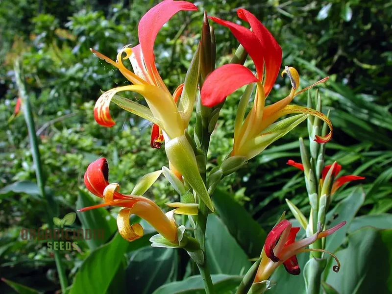 Canna Brasiliensis Seeds For Planting Exquisite Gardening Delights for Your Botanical Sanctuary