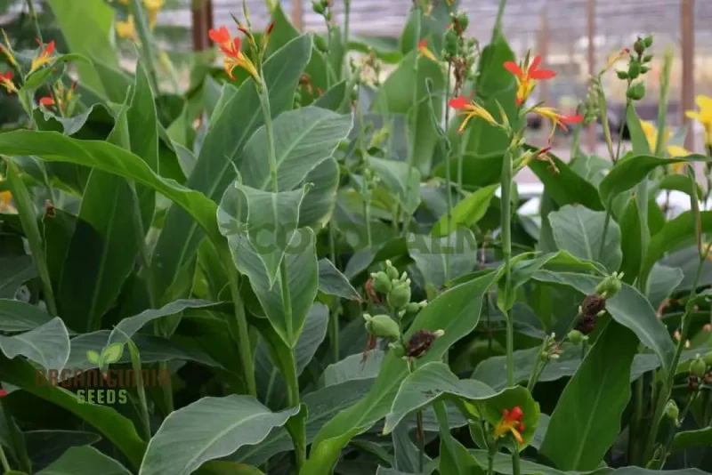 Canna Brasiliensis Seeds For Planting Exquisite Gardening Delights for Your Botanical Sanctuary