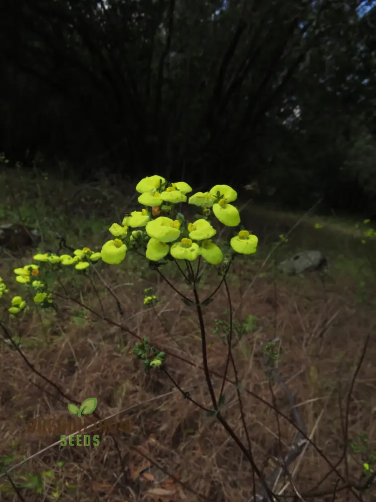 Calceolaria Nudicaulis Flower Seeds, Perfect for Planting, Gardening, and Vibrant Flower Displays