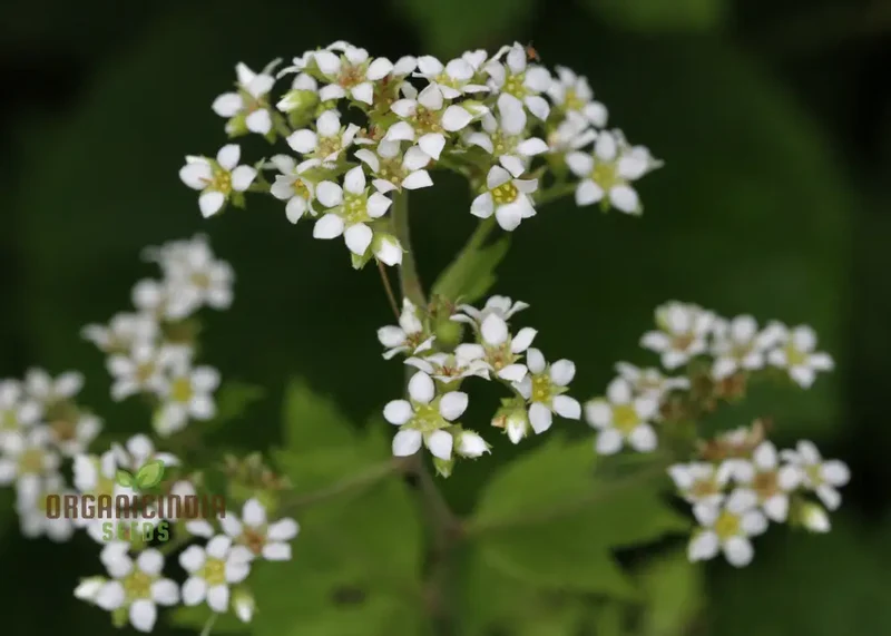 Boykinia Aconitifolia Seeds For Planting, Grow Exquisite Aconitifolia Flowers in Your Garden