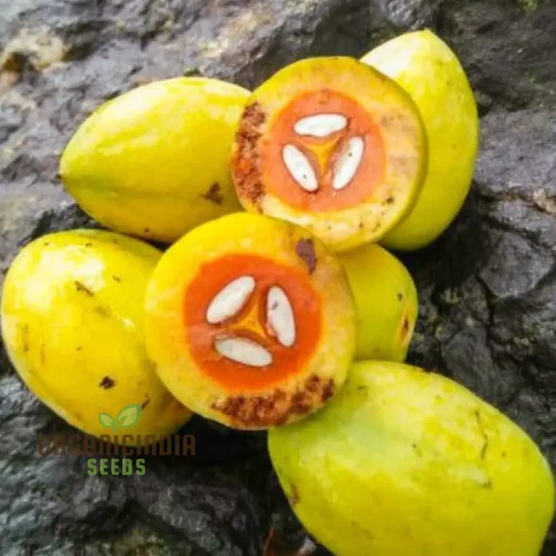 Canarium Subulatum Seeds for Gardening Enthusiasts: High-Quality Exotic Seeds
