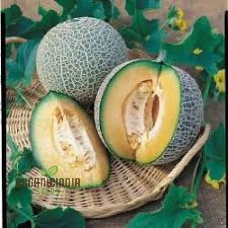 Blenehim Orange Melon Seeds - Sweet and Juicy Heirloom Variety for Your Garden