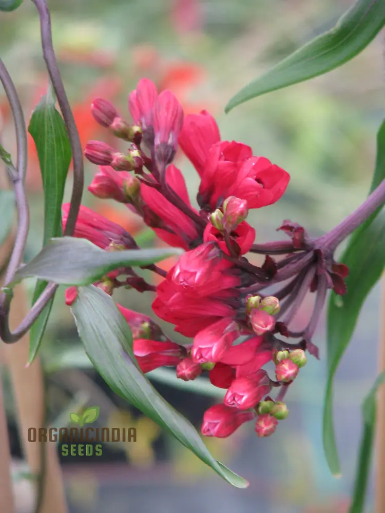 Bomarea Salsilla Seeds – Exotic Climbing Bloom Variety for Lush Garden Beauty